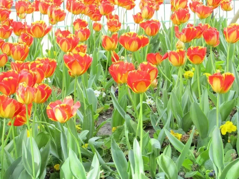 tulipes photo strawberries.fr