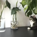 Hydroculture Monstera Deliciosa