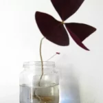 Jolie bouture d oxalis pourpre