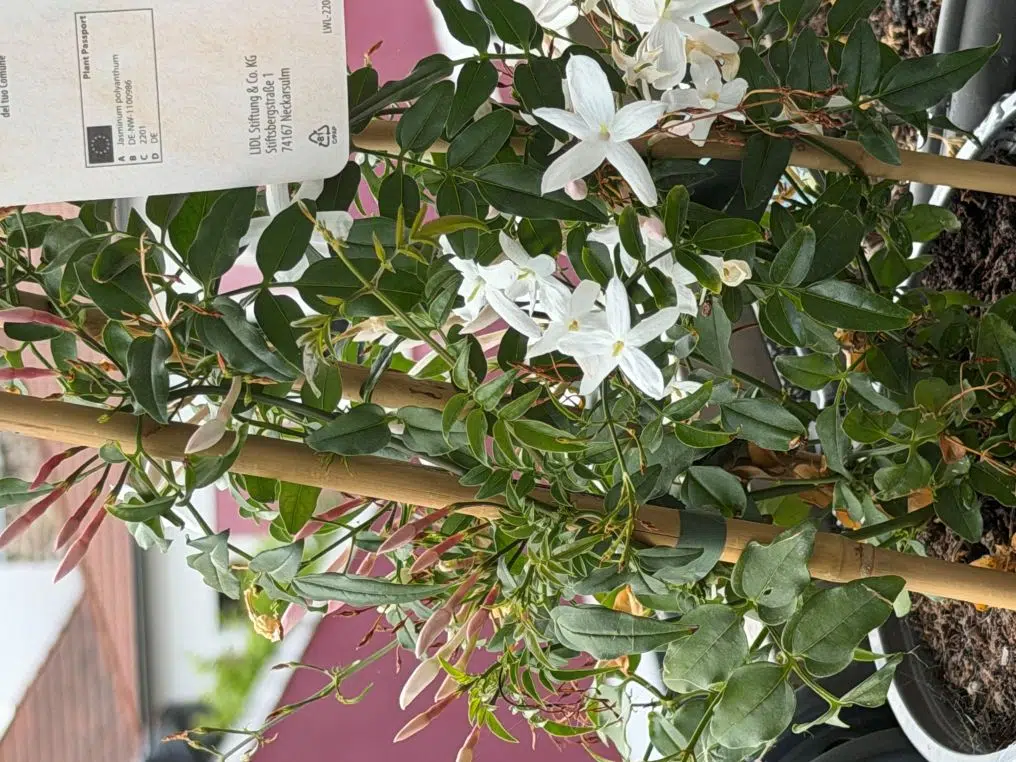 jasmin polyanthum lidl etoile