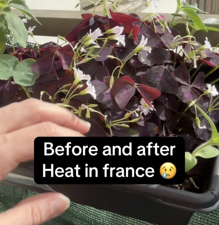 Oxalis pourpre en fleurs avant la canicule de juillet 2026